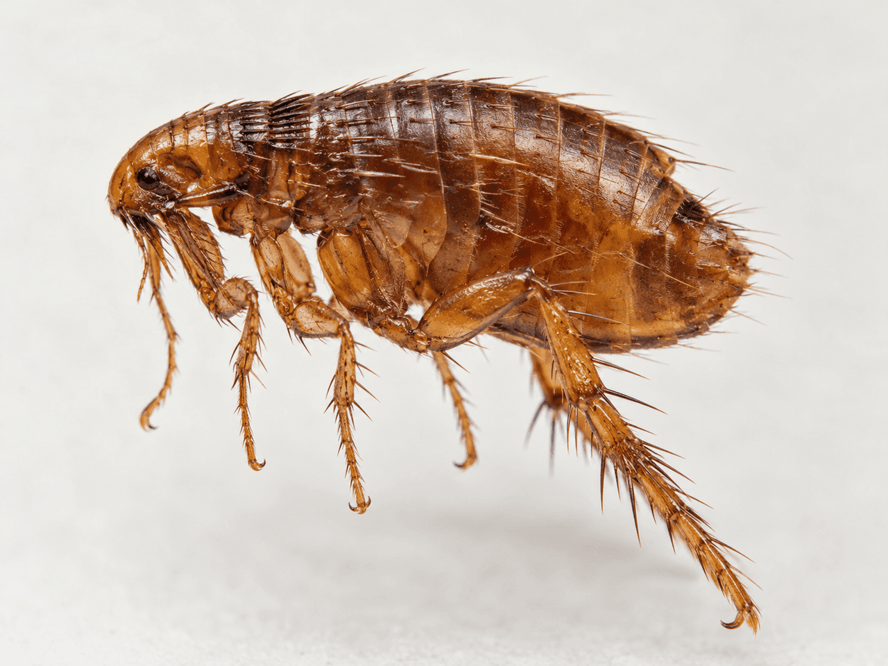 Magnified illustration of a flea.